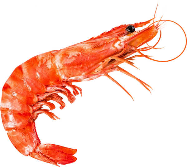 Camarón de El rubí de la costa peruana
